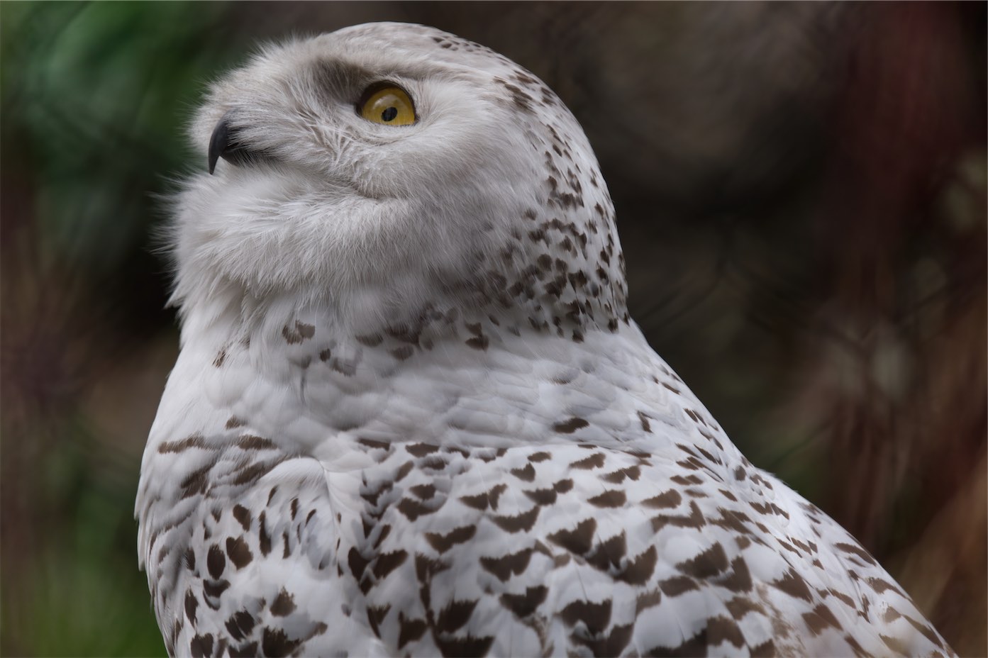 Snowy Owl 2 0320